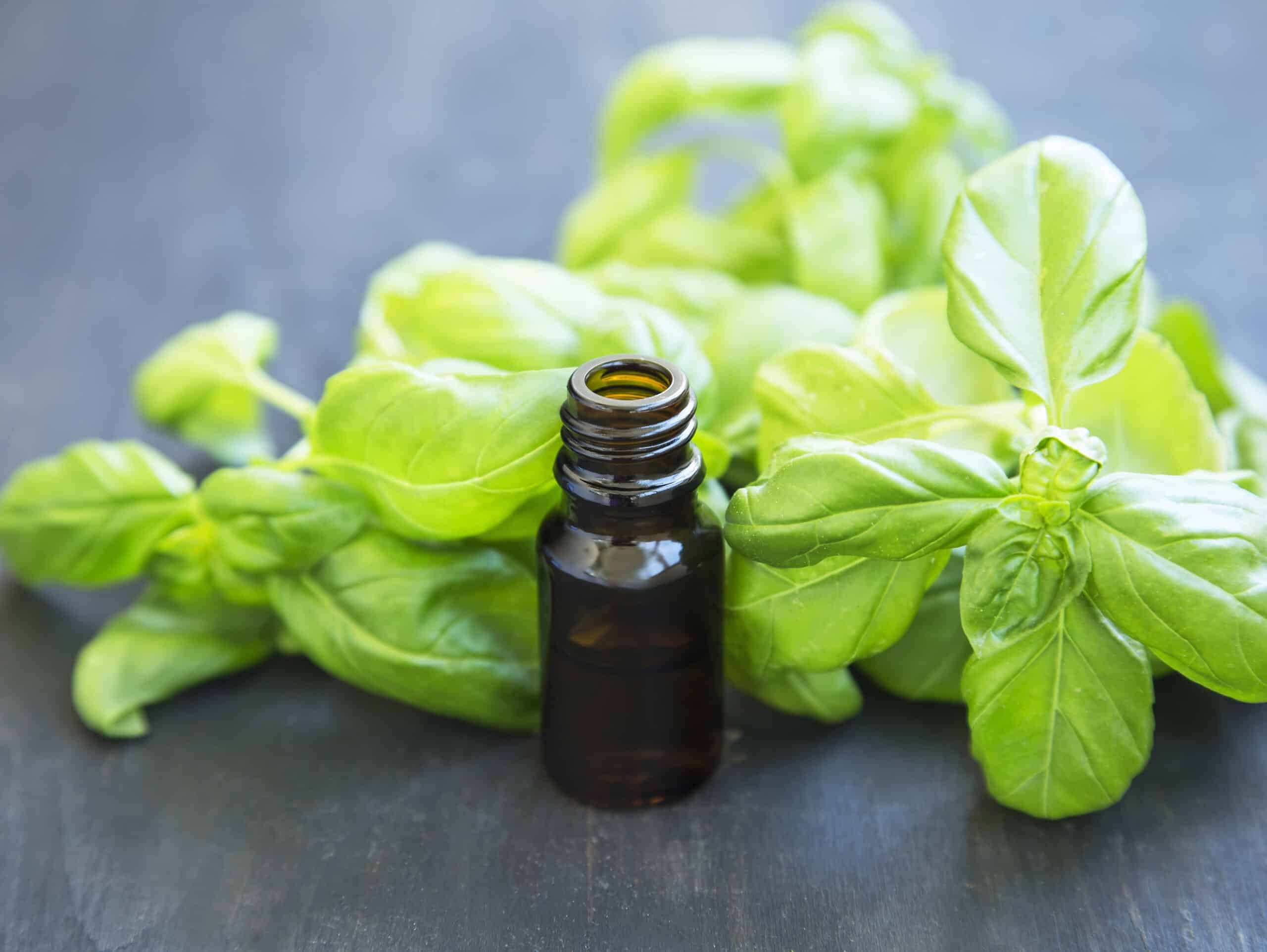 All About Basil Essential Oil Recipes with Essential Oils