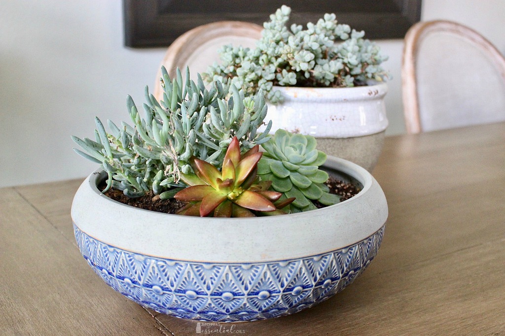 succulent variety plants in home